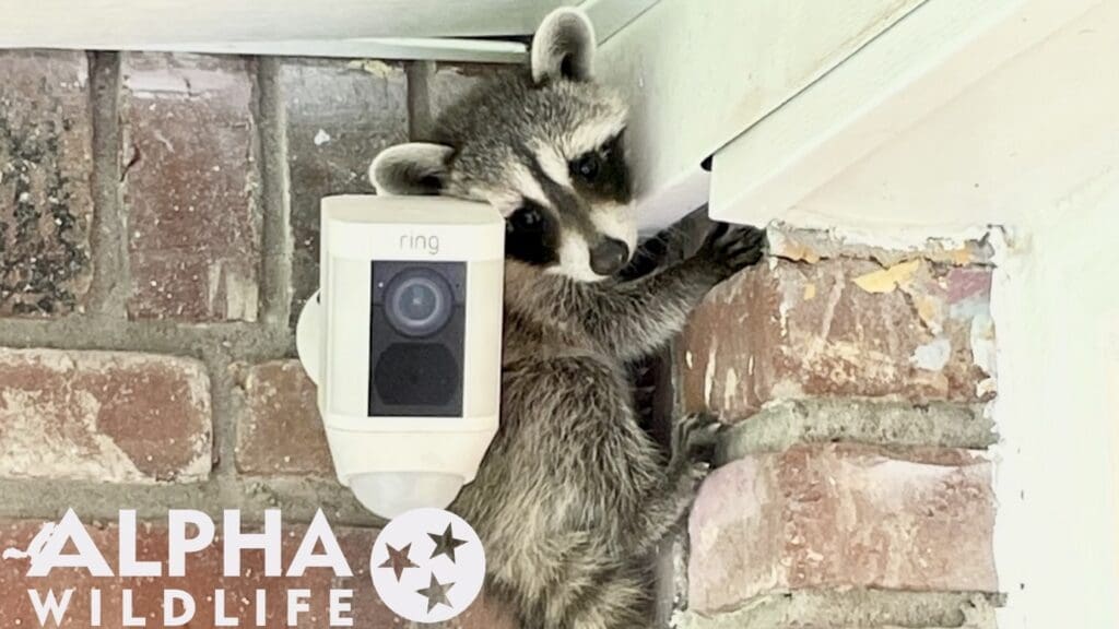 Raccoon hiding behind camera on front porch in Smyrna, TN